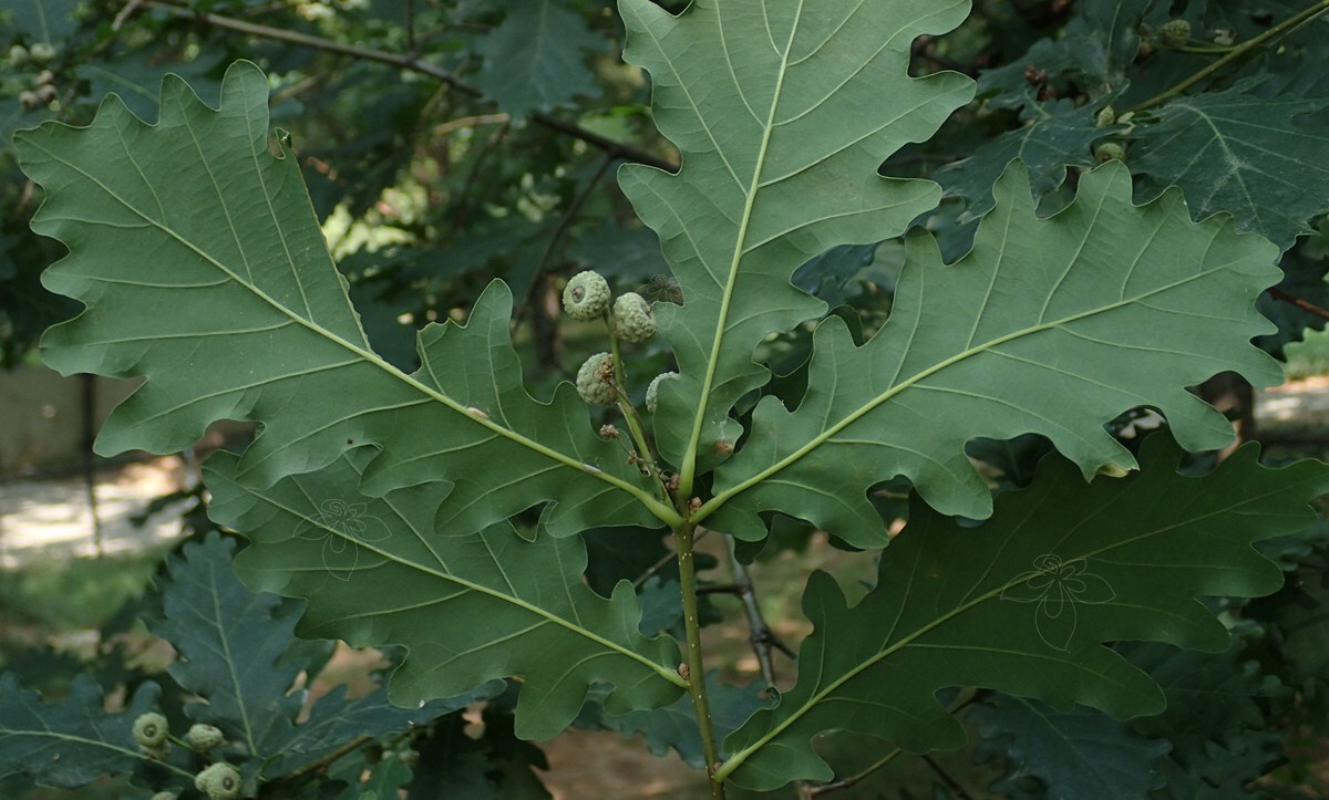 Las hojas de roble albergan mundos microbianos distintos en sus superficies opuestas