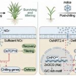 Científicos de China, descubren un «módulo molecular inteligente» para la recuperación del arroz tras el estrés por frío y la eficiencia en el uso del nitrógeno