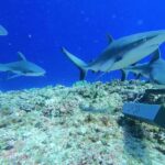 Islas Pitcairn, reconocida como santuario mundial para tiburones en peligro de extinción