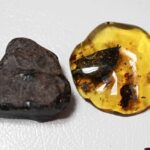 Nueva especie de árbol productor de ámbar es descubierta en Chiapas: UNAM