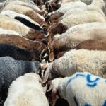 En Líbano, hay disminución en el mercado de ganado debido a la guerra