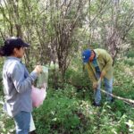 Miden potencial hídrico de plantas, en ecosistema semiárido de Sonora: UNAM