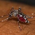 La circulación del chikungunya sigue activa en Guayana Francesa