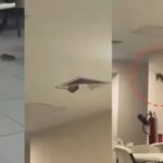 En Sonora, captan a una rata cayendo de techo de hospital del IMSS en Ciudad Obregón