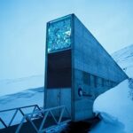 El olivo echa raíces en el búnker del Banco Mundial de Semillas de Svalbard