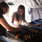 Desarrolla la UAT biofertilizantes líquidos a partir de lombricomposta