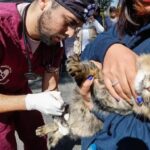 En cuatro años, se logra prevenir más de 50 millones de nacimientos de perros y gatos en el Estado de México